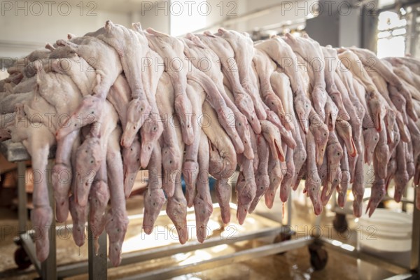 Production of salted ducks factory Nan Jing Ying Tao Yo Co. Ltd., for consumption in restaurants but also for sale as durable products as souvenirs, the frozen ducks come from the duck farms, are salted, brined, dried and scalded, Nanjing, China, Asia