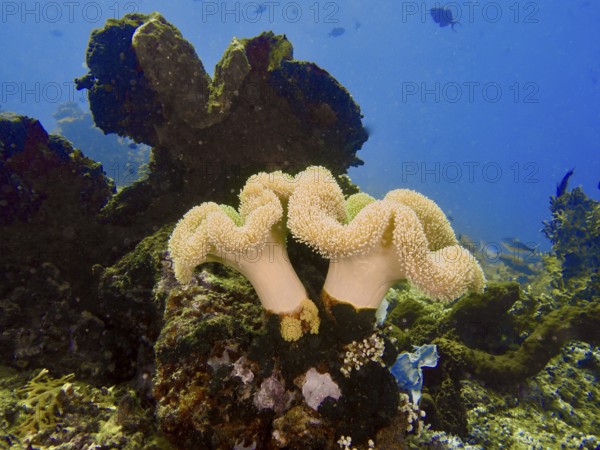 Underwater scene with mushroom leather coral (Sarcophyton glaucum) and marine plants against a blue background, dive site Close Encounters, Permuteran, Bali, Indonesia, Asia