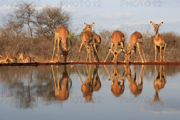 Black Heeler Antelope (Aepyceros melampus), adult, group, female, male, at the water, drinking, Kruger National Park, Kruger National Park, Kruger National Park South Africa