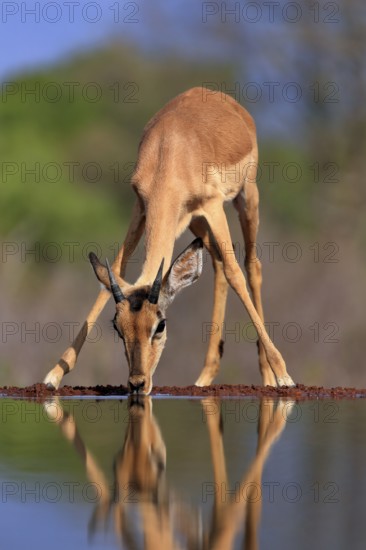 Black Heeler Antelope (Aepyceros melampus), young male, at the water, drinking, Kruger National Park, Kruger National Park, Kruger National Park South Africa