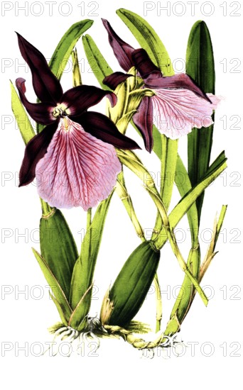 Miltonia spectabilis var Moreliana, the outstanding Miltonia, a species of orchid found in the wild in the far east of Brazil, plant and flower, digitally reworked reproduction of an original from the 19th century