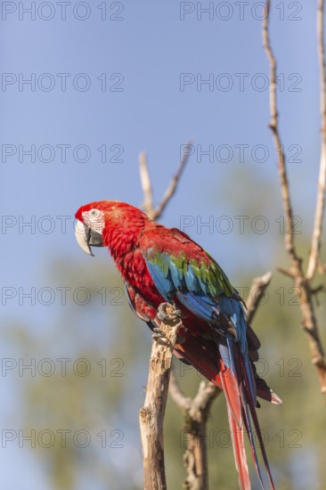 One scarlet macaw (Ara macao) sitting on a branch with green vegetation in the background. Bright sunlight