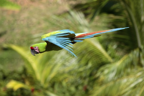 Military Macaw (Ara militaris), military macaw, lateral, side, detachable