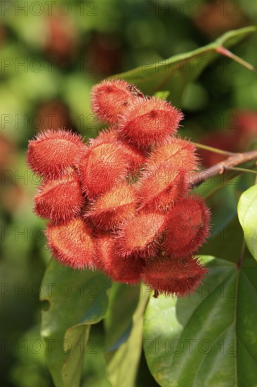 Achiote (Bixa orellana), fruits, Bixaceae