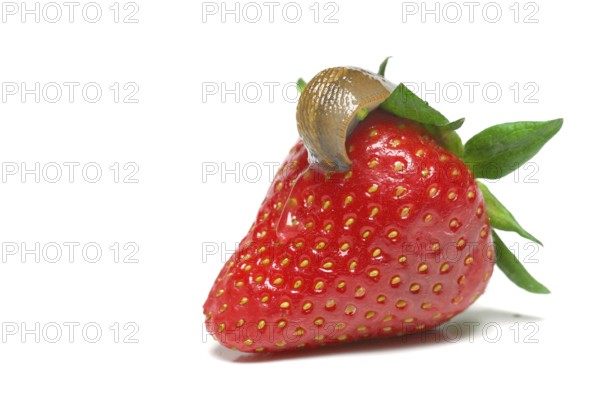 Slugs on strawberry, slug, snail plague, snail food