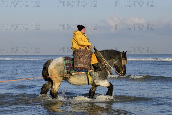 Horse fishermen catching Brown shrimp (Crangon crangon), Koksijde, North Sea coast, province of West Flanders, Belgium, Europe