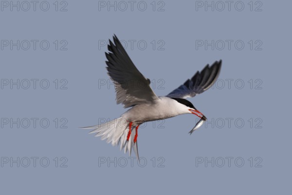 Common Tern (Sterna hirundo), in flight with fish in its beak, Lower Saxon Wadden Sea National Park, East Frisian Islands, Lower Saxony, Germany, Europe