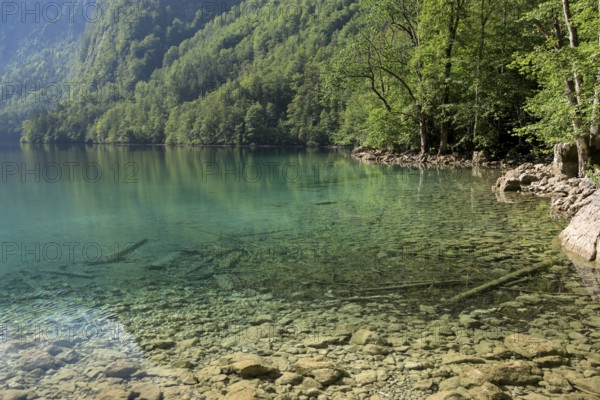 Obersee, above the Königssee, view down to the lake bottom, Schönau, Königssee, Berchtesgaden National Park, Berchtesgadener Land, Bavaria, Germany, Europe