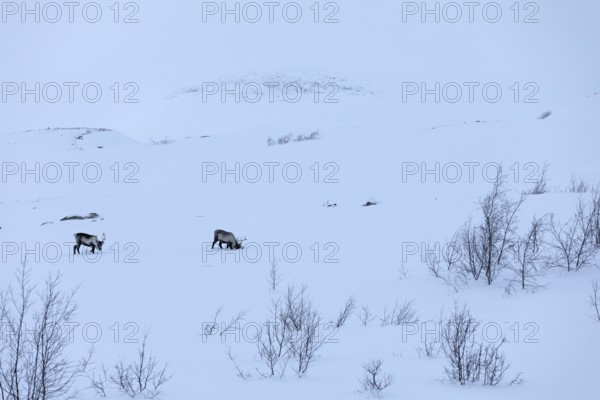 Reindeer (Rangifer tarandus) foraging in the high snow, Arctic Circle, Norway, Europe