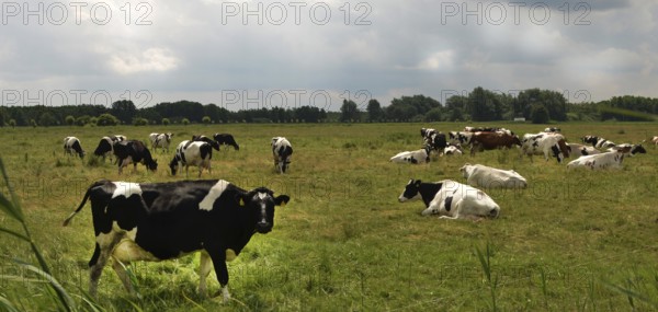 The Strelitz Lake District, part of the Mecklemburg Lake District, Germany, is an area of natural beauty and a highlight for holidaymakers and visitors, Europe