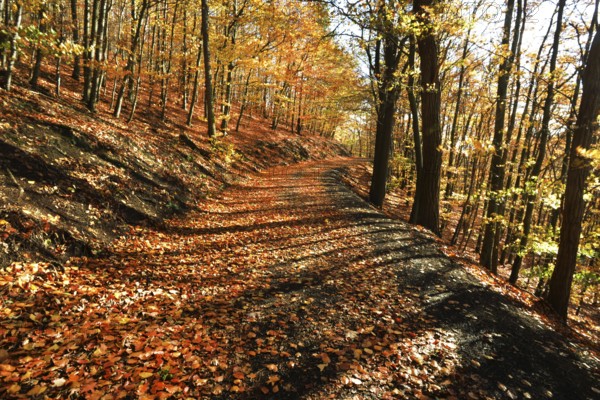 Autumn atmosphere, forest, Iserlohn, Germany, Europe