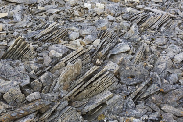 Close-up of shattered sedimentary rock, slate, shale fractured along existing joints by frost weathering on Svalbard, Spitsbergen, Norway, Europe