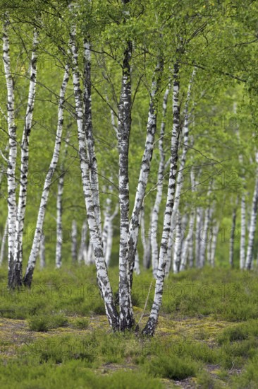 Silver birch, warty birch, European white birch (Betula pendula) (Betula verrucosa) tree trunks of birches in deciduous forest in summer