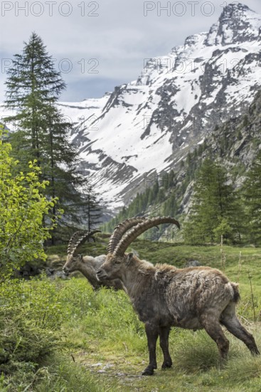 Male Alpine ibex (Capra ibex) foraging in the Valsavarenche valley in the Graian Alps in spring, Gran Paradiso National Park, Italy, Europe