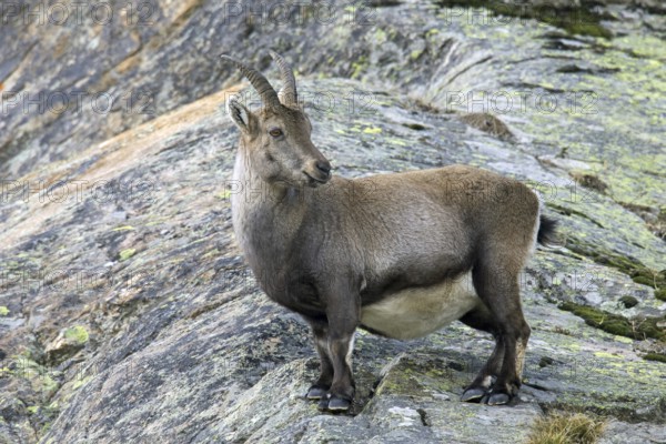 Alpine ibex (Capra ibex) pregnant female foraging on mountain slope in winter in the Gran Paradiso National Park, Italian Alps, Italy, Europe