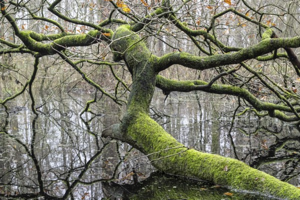 Fallen, mossy English oak (Quercus robur) in the water, Emsland, Lower Saxony, Germany, Europe