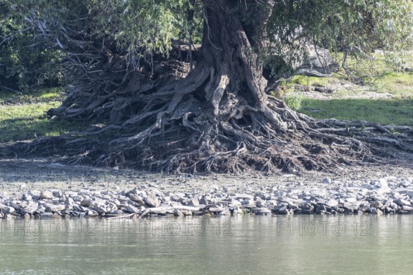 White willow (Salix alba) with exposed roots on the bank of the Danube, Romania, Europe