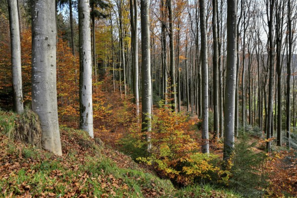 Beech trees, autumn forest near Seebach, Ortenaukreis, Black Forest, Baden-Württemberg, Germany, Europe