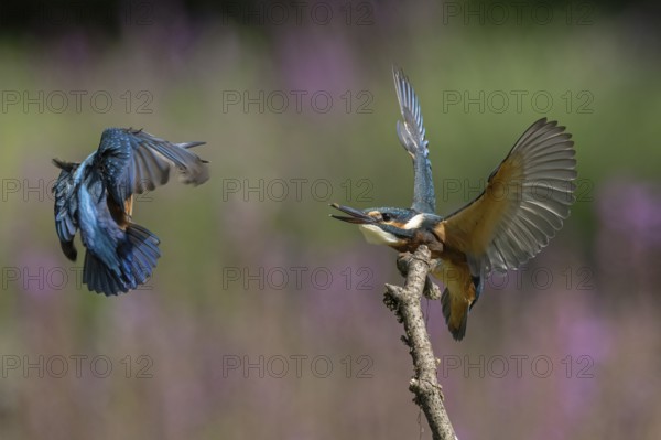 Two young kingfishers fighting over the hunting guard. Austria, Upper Austria