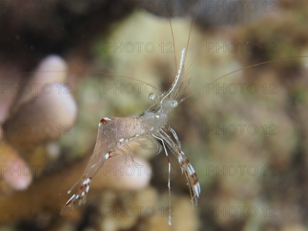 Transparent cave cleaner shrimp (Urocaridella), dive site House Reef, Mangrove Bay, El Quesir, Red Sea, Egypt, Africa