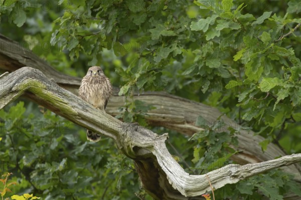 Common kestrel (Falco tinnunculus) adult bird on a tree branch, Suffolk, England, United Kingdom, Europe