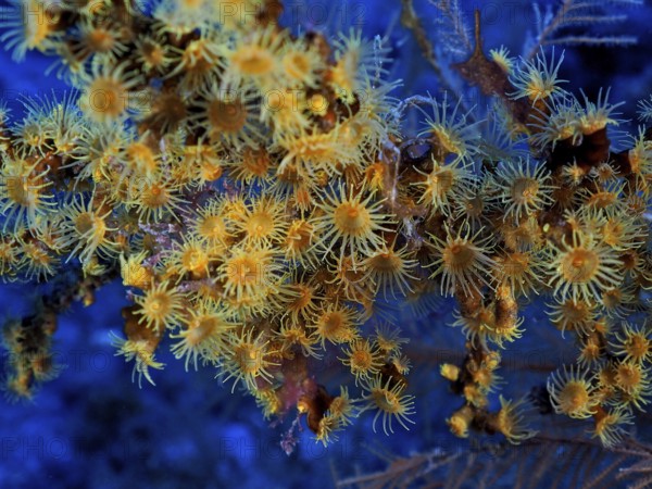 Yellow cluster anemone (Parazoanthus axinellae), dive site Las Cabras, La Palma, Canary Islands, Spain, Atlantic Ocean, Europe