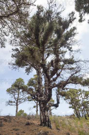 Canary Island Pine (Pinus canariensis), Canary Island Pine, Las Tricias, La Palma Island, Spain, Europe