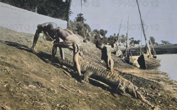 Crocodile hunt, Egypt, Historical, digital reproduction of an original 19th century painting, original date not known, Africa