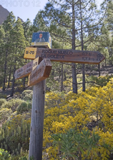 Signpost in the Parque Rural del Nublo, Roque Nublo at the back, Las Palmas Province, Gran Canaria, Canary Islands, Spain, Europe