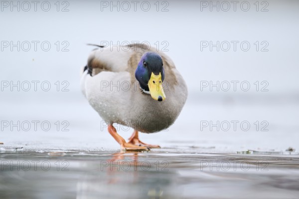 Wild duck (Anas platyrhynchos), male walking on a frozen lake, Bavaria, Germany Europe