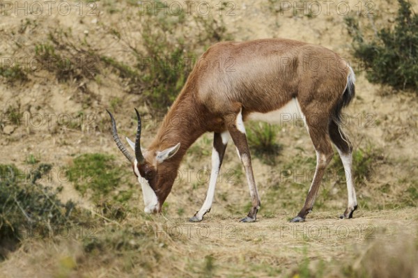 Bontebok (Damaliscus pygargus) next to a water pond in the dessert, captive, distribution Africa