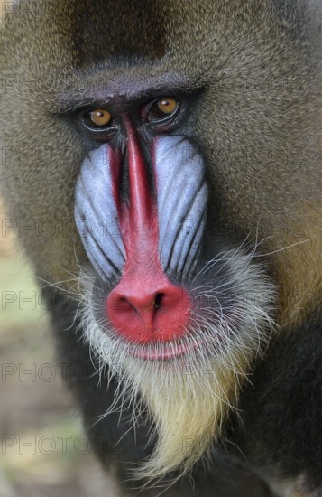 Mandrill (Mandrillus sphinx), male, animal portrait, captive, South-West Region, Cameroon, Africa