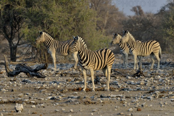 Burchell's Zebras (Equus quagga burchelli), Etosha National Park, Namibia, Africa