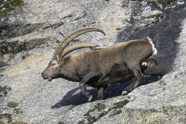 Alpine ibex (Capra ibex) male with large horns traversing rock face on mountain slope in autumn, Gran Paradiso National Park, Italian Alps, Italy, Europe