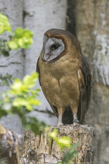 Ashy-faced owl (Tyto glaucops) barn owl species native to Haiti and the Dominican Republic