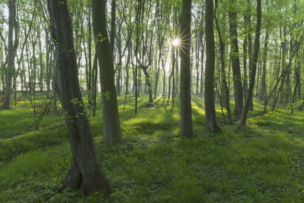 Sun shining through European beech (Fagus sylvatica), common beech trees in deciduous forest in spring