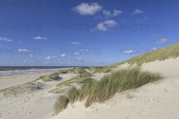 Beach and European marram grass (Ammophila arenaria), beachgrass in the dunes on Texel, West Frisian Island in the Wadden Sea, the Netherlands