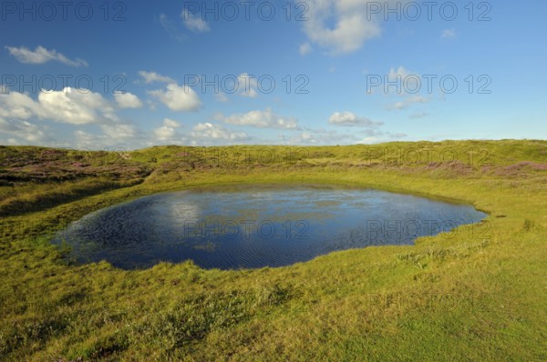 Pond, nature reserve De Bollekamer, part of the National Park Dunes of Texel, island of Texel, North Holland, Netherlands