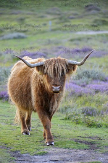 Scottish Highland Cattle, De Bollekamer Nature Reserve, Texel Island, North Holland, Netherlands