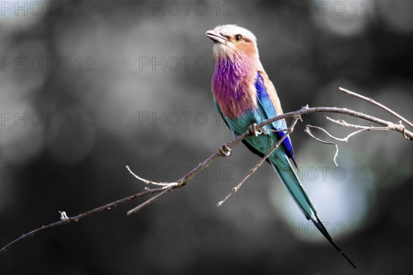 Lilac Breasted Roller (Coracias caudatus) perched on a twig against a desaturated background, Botswana, Africa