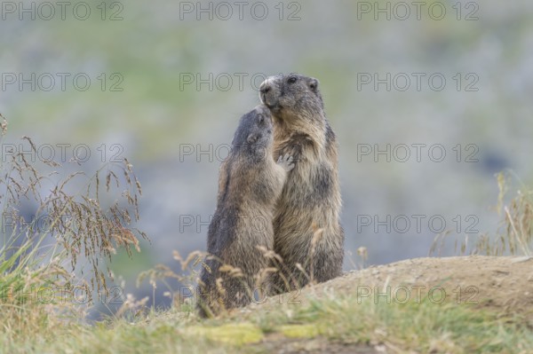 Alpine Marmots (Marmota marmota), adult and juvenile, Salzburg State, Austria, Europe