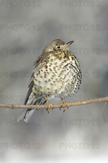 Mistle Thrush (Turdus viscivorus), Germany, Europe