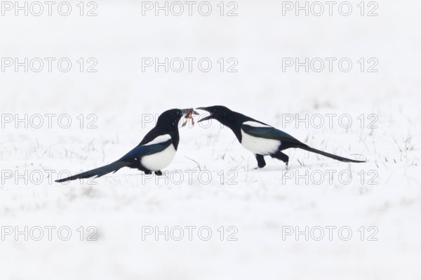 Magpies, Lower Saxony, Germany (Pica pica)