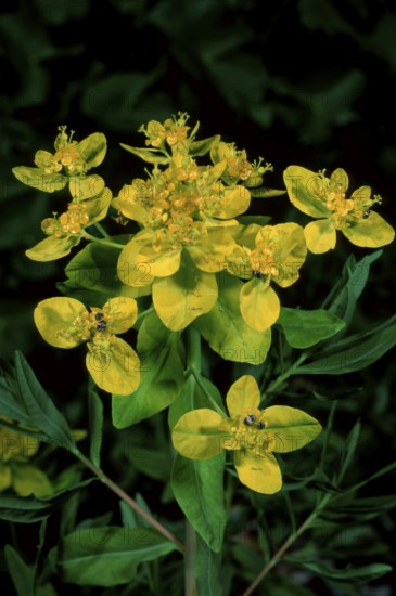 Marsh spurge (Euphorbia palustris)