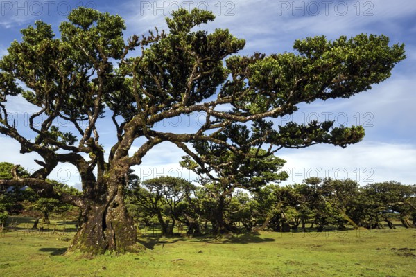 Laurel trees overgrown with moss and plants, old laurel forest (Laurisilva), stinkwood (Ocotea foetens), UNESCO World Heritage Site, Fanal, Madeira, Portugal, Europe