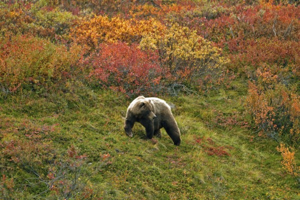 Grizzly bear (Ursus arctos horribilis) striding across the autumn-coloured tundra with a view of the coloured berry bushes, Denali National Park, Alaska, USA, North America