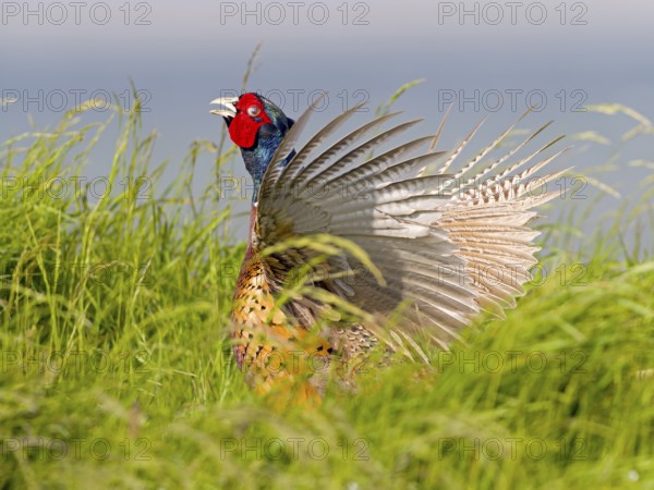 Pheasant (Phasianus colchicus) or hunting pheasant, male flapping his wings, Texel Island, Netherlands