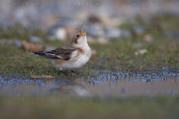 Snow bunting (Plectrophenax nivalis) adult bird drinking from a shallow puddle on a saltmarsh, Norfolk, England, United Kingdom, Europe