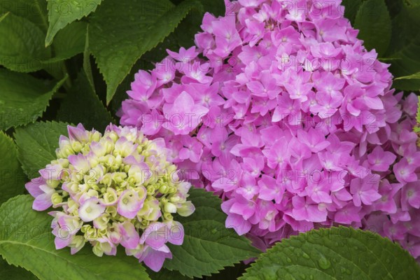 Lime and pink Bigleaf Hydrangea (Hydrangea macrophylla) flowerheads in summer, Quebec, Canada, North America