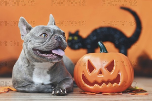 Happy French Bulldog dog with carved Halloween pumpkin, autumn leaves and black cat in orange background